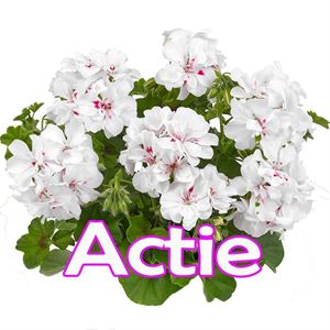 Afbeelding van Geranium Hang P12 Actie Double Royal White